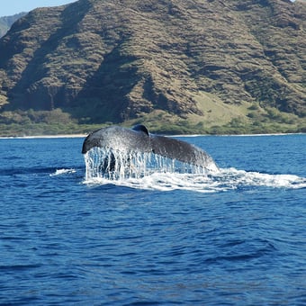Gold Coast Whale Watching Adventure
