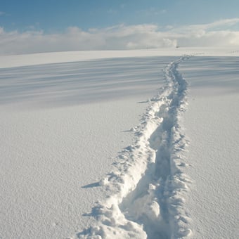 Rocky Mountain Snowshoe Tour