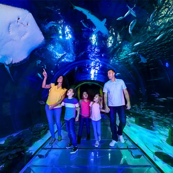 SEA LIFE Orlando Aquarium Admission